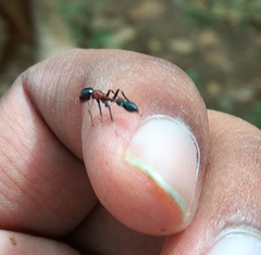 Myrmarachne melanocephala