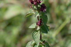 Origanum vulgare