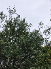 Platycercus eximius