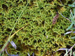 Ctenidium molluscum
