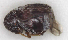 Bruchinae