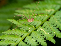 Sclerosomatidae