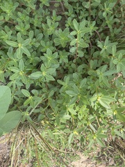 Portulaca umbraticola