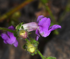 Antirrhineae
