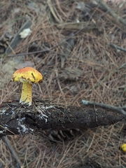 Suillus americanus