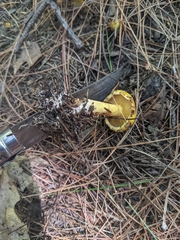 Suillus americanus