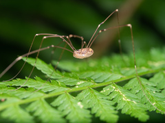 Sclerosomatidae