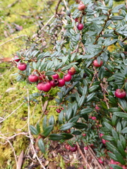 Vaccinioideae