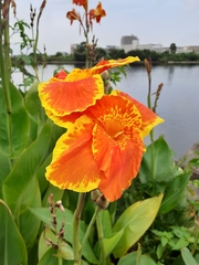 Canna × generalis