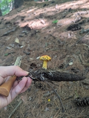 Suillus americanus