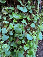 Dichondra repens