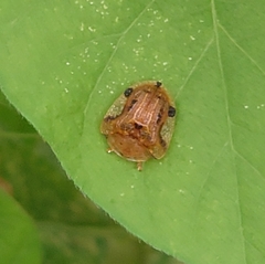 Laccoptera nepalensis