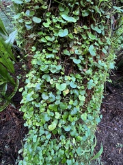 Dichondra repens
