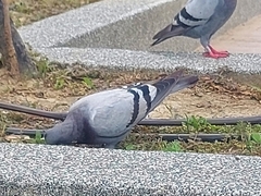Columba livia