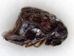 Bruchinae