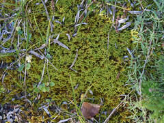 Ctenidium molluscum