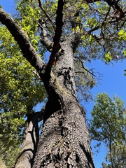 Arbutus menziesii