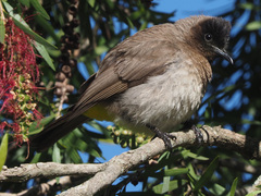 Pycnonotus barbatus layardi