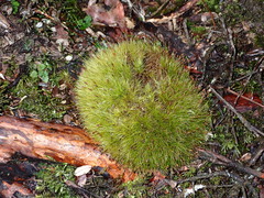 Leucobryum glaucum
