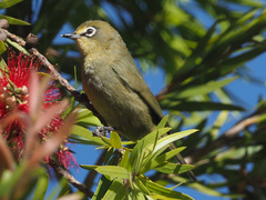 Zosterops virens virens