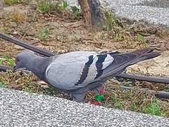 Columba livia
