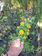 Pulicaria paludosa