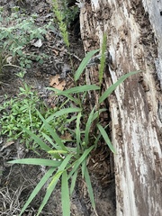 Setaria scheelei