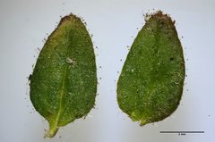 Antirrhineae