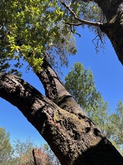Arbutus menziesii
