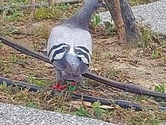 Columba livia