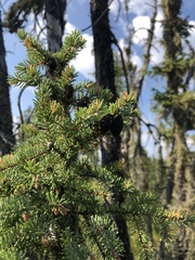 Picea mariana