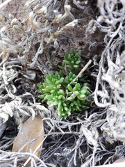 Sedum wrightii