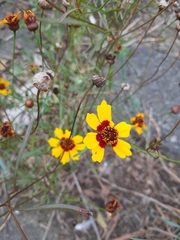 Coreopsis tinctoria