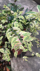 Euphorbia tithymaloides