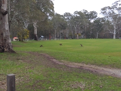 Macropus fuliginosus