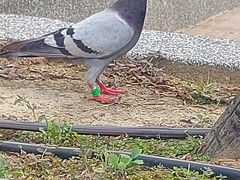 Columba livia