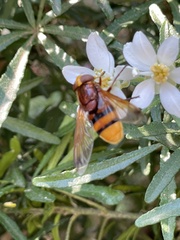Volucella zonaria