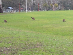 Macropus fuliginosus