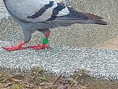 Columba livia