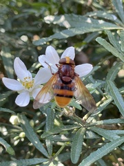 Volucella zonaria