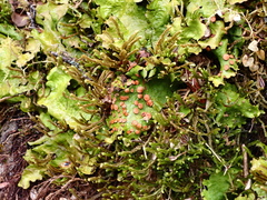 Lobariaceae