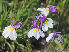 Monopsis decipiens
