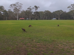 Macropus fuliginosus