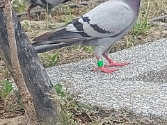 Columba livia