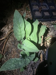 Pentaglottis sempervirens