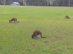 Macropus fuliginosus