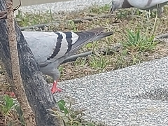 Columba livia