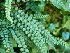 Asplenium viride