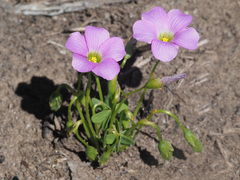 Oxalis smithiana