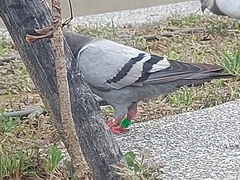 Columba livia
